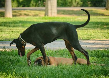 Bir köpek ve bir labrador