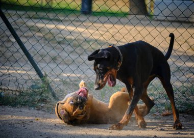 Alman çoban köpeği, doberman, köpek, doberman köpek yavrusu ve yavru köpek çimenlerde oynuyorlar.