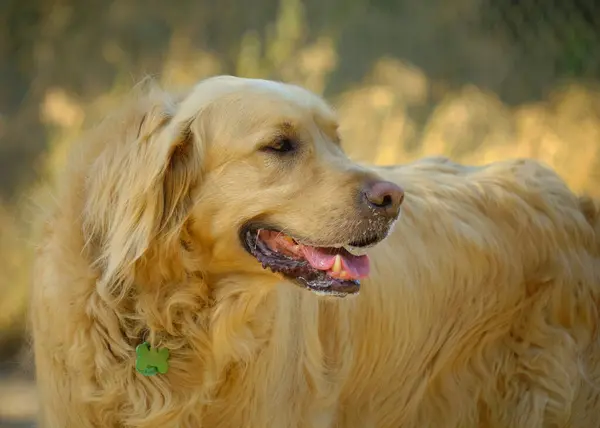 Golden Retriever Doğa Köpeği