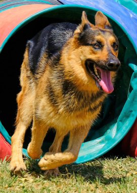 Köpek köpekle oynuyor.