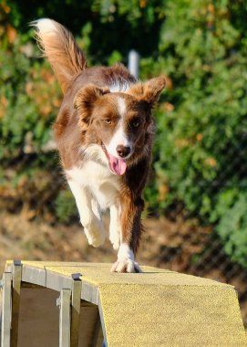 Çeviklik parkında koşan çoban köpeği. Czech Cumhuriyeti. Czech cumhuriyet yarışması. Bu bir yarışma ve yarışmaydı..