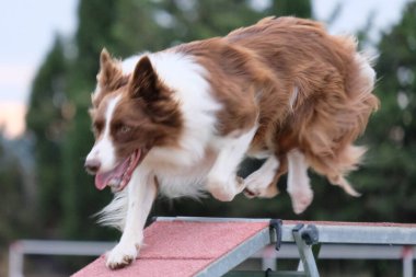 Köpek çevikliğin üzerine atlıyor.
