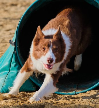 Parkta koşan çoban köpeği.
