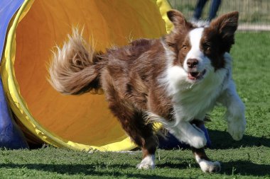 Çeviklik sınırında çoban köpeği
