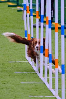 Köpek çevikliğin üzerinden atlıyor.