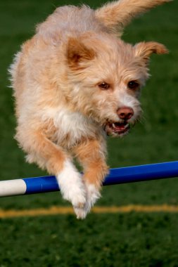 Çeviklik yarışmasında köpek çevikliği