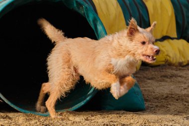 Parktaki yarışmada köpek var.