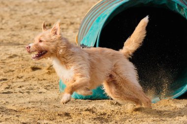 Parktaki sevimli köpek.