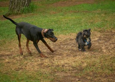 Siyah köpek oyuncakla oynuyor.