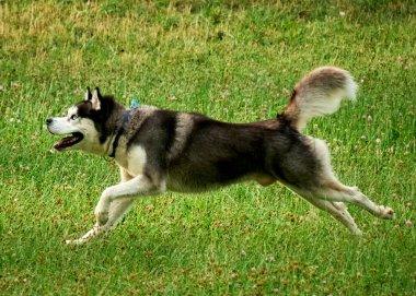Köpek çimenlerde koşuyor..