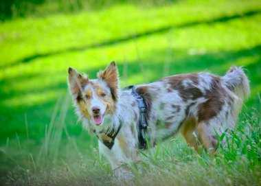 köpek doğurmak Avustralyalı çoban