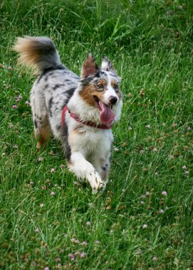 Avustralya çoban köpeğinin çimlerin üzerindeki portresi.