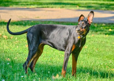 Siyah boğa teriyeri parkta.