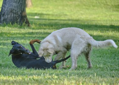 Labrador Retriever bahçede oynuyor.