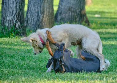 Alman çobanın köpeği.