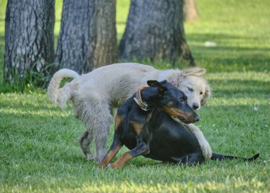 İki köpek çimenlerde birbirleriyle oynuyorlar.