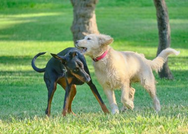 Çimlerde iki köpek