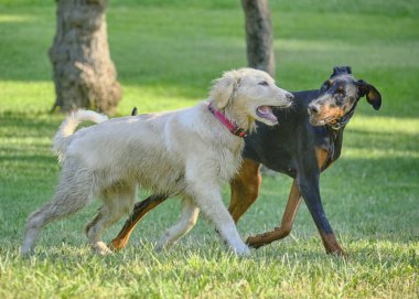 Parkta oynayan köpekler.