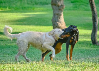 Parkta oynayan iki Labrador Retriever köpeği.