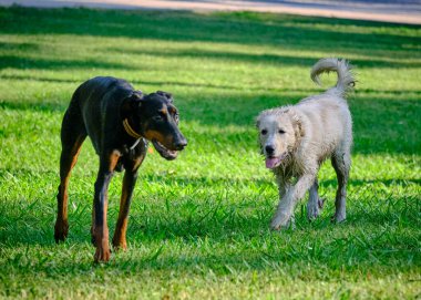 Parkta oynayan iki köpek.