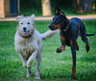 İki Alman çoban köpeği bir köpekle oynuyorlar.