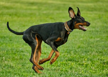 Köpek doberman scher çimlerin üzerinde koşup duruyor.