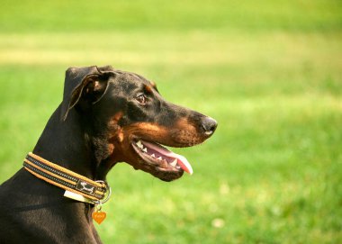 Parktaki siyah köpek.