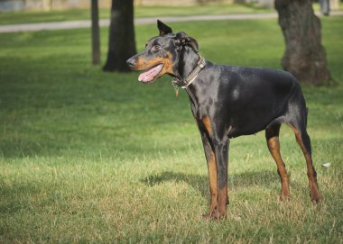 Siyah doberman çimlerde