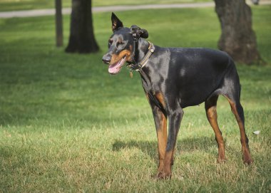 Siyah köpek Berman parkta.