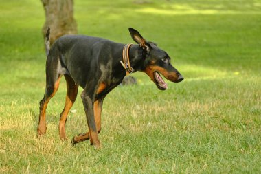 Şirin bir köpeğin portresi.