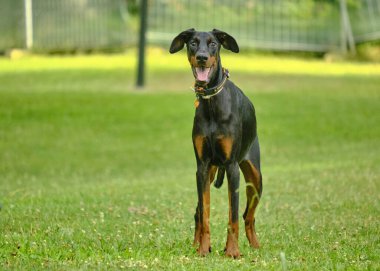 Siyah köpek ırkı Doberman Berman parkta yürüyor.