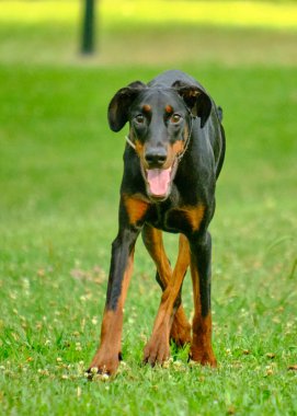 Köpek parkta koşuyor.