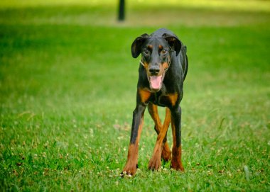 Köpek doberman köpek portresi