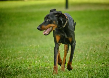 Parkta doberman pinscher (doberman)