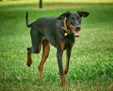 Siyah köpek cinsi doberman pinscher.