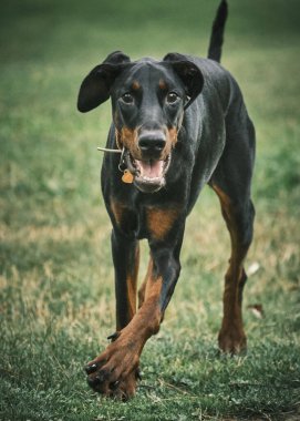 Parktaki yeşil çimlerde doberman pinscher cinsi şirin bir köpeğin portresi. evcil hayvan, doğa, köpek