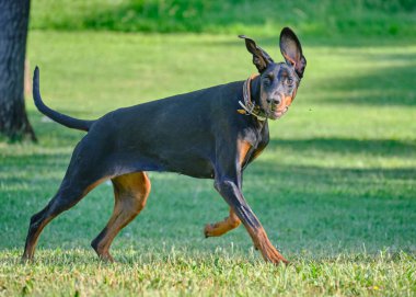 Köpek çiftleşmesi Doberman scher yazın