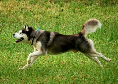 Yeşil çimlerin üzerinde iri kıyım bir köpek