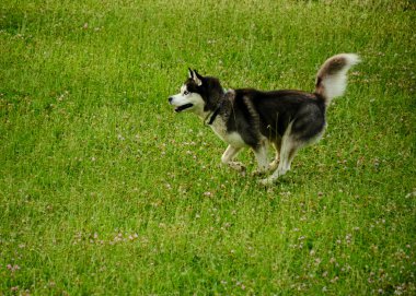 Parktaki siyah beyaz köpek.