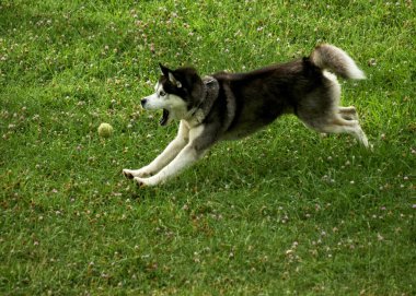 İri köpek çimenlerde koşar.