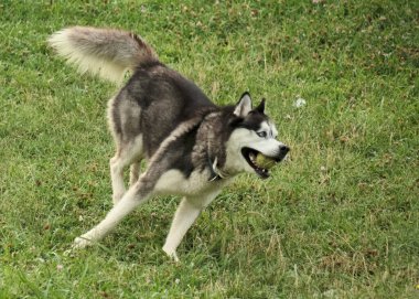 Siyah köpek yeşil çimlerde oynuyor.