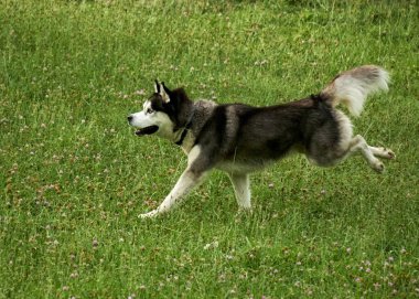 İri köpek çimenlerde koşar
