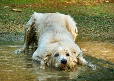 Parktaki su birikintisinde bir köpek.
