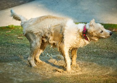 Su birikintisinde ıslak köpek