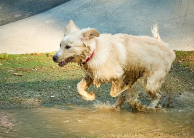 Köpek suda koşuyor.