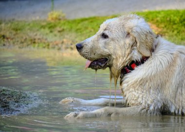 Gölde oynayan Golden Retriever