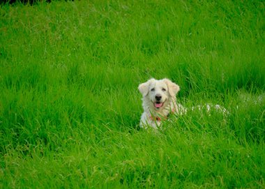 Otların arasındaki köpek
