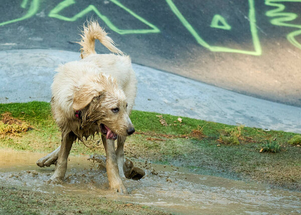 dog playing with wet water.