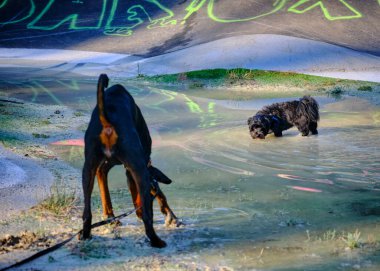 Köpek su birikintisiyle oynuyor. Doberman ve bichon