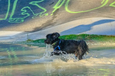 Mavi suyu olan siyah bir köpek. Bichon